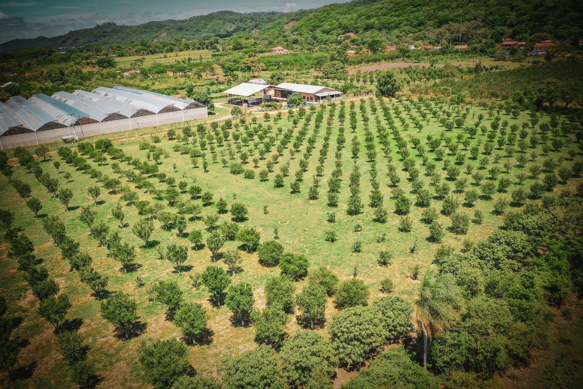 Mandarinales de la propiedad